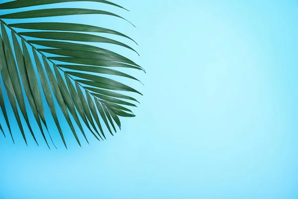 Hermosa Hoja Tropical Exuberante Sobre Fondo Azul Claro Espacio Para — Foto de Stock