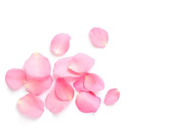 Beyaz arka planda taze pembe gül yaprakları, üst manzara