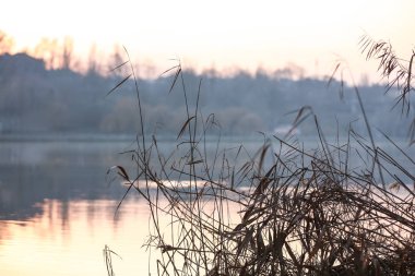 Beautiful view of reed plants near river in evening