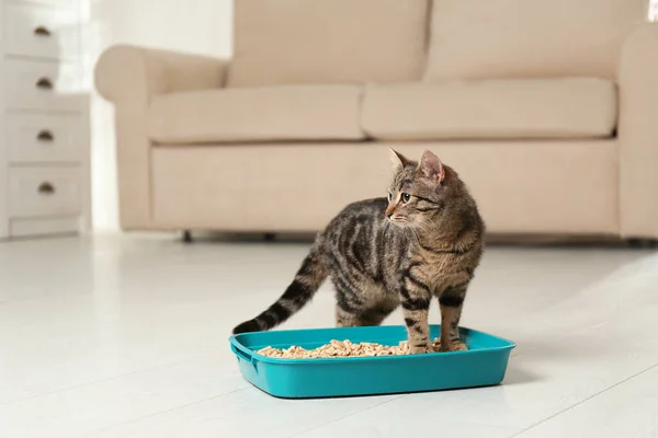 Tabby cat w pobliżu kuwety w domu — Zdjęcie stockowe