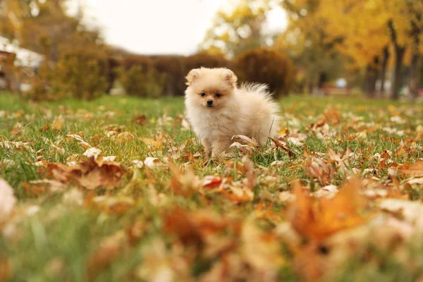 Roztomilý Nadýchaný Pes Parku Podzim — Stock fotografie