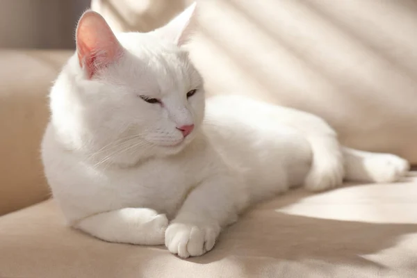 かわいいです白い猫オンソファ-ホーム — ストック写真