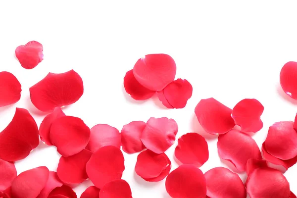 白い背景に新鮮な赤いバラの花びら、トップビュー — ストック写真