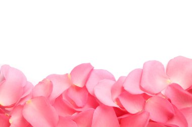 Beyaz arka planda taze pembe gül yaprakları, üst manzara