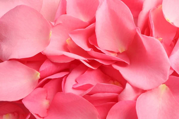 Fresh pink rose petals as background, closeup — Stock Photo, Image