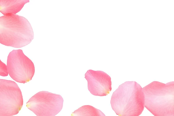 Rosa fresca pétalos de rosa sobre fondo blanco, vista superior — Foto de Stock