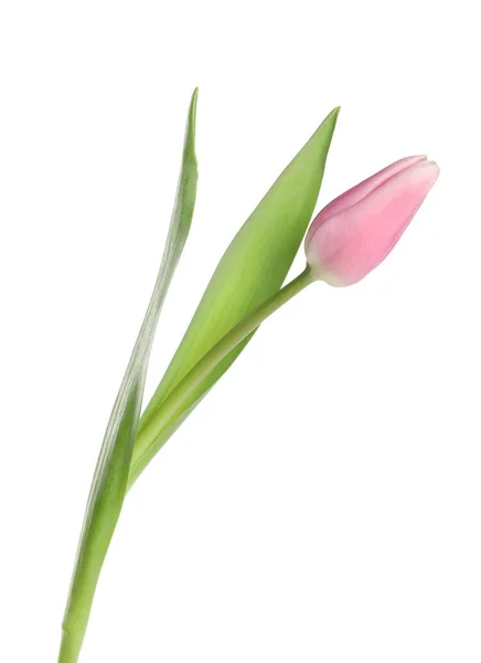 Hermoso tulipán de primavera rosa sobre fondo blanco —  Fotos de Stock