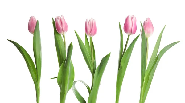 Piękny różowy wiosna tulipany na białym tle — Zdjęcie stockowe