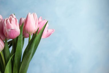 Beautiful pink spring tulips on light blue background. Space for