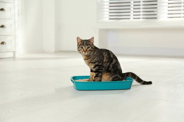 Tabby-Katze in Wurfbox zu Hause — Stockfoto