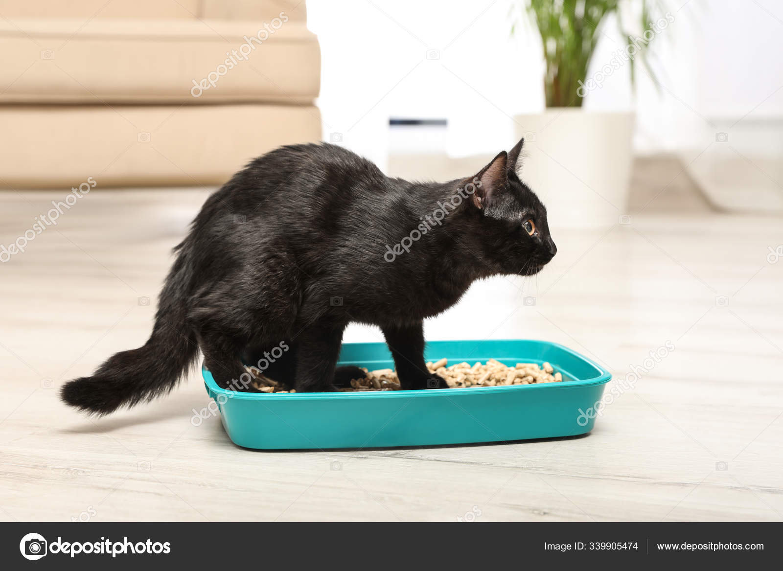 petbarn soft dog crates