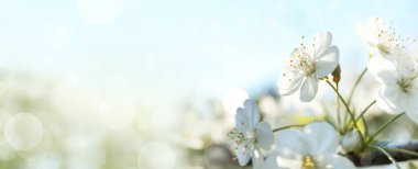 Çiçek açan kiraz ağacı, yakın plan