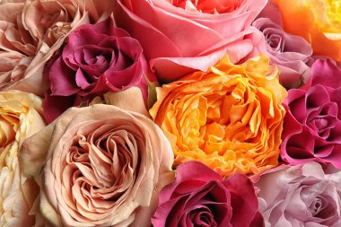 Arka plan olarak güzel taze güller, yakın görüş. Çiçek dekoru