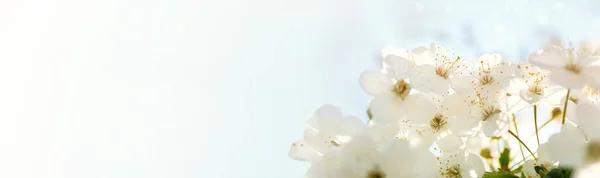 Cerejeira florescente, close-up — Fotografia de Stock