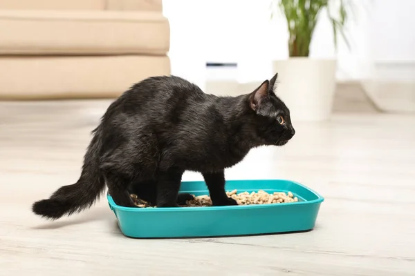 Cute czarny kot w kuwecie w domu — Zdjęcie stockowe