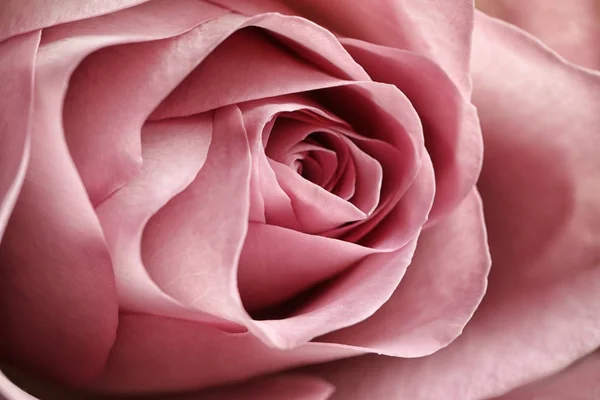 Vista Vicino Bella Fioritura Rosa Come Sfondo Decorazione Floreale — Foto Stock