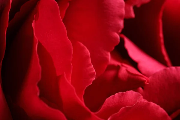 Vue Rapprochée Belle Rose Fleurs Comme Arrière Plan Décor Floral — Photo