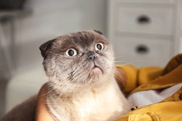 Young Woman Cute Cat Home Closeup Fluffy Pet — Stockfoto