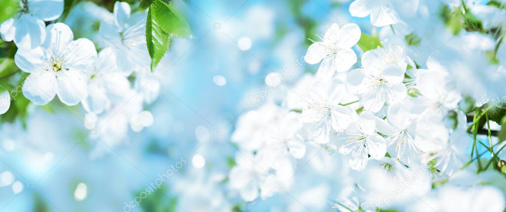 Beautiful spring flowers near wall on sunny day