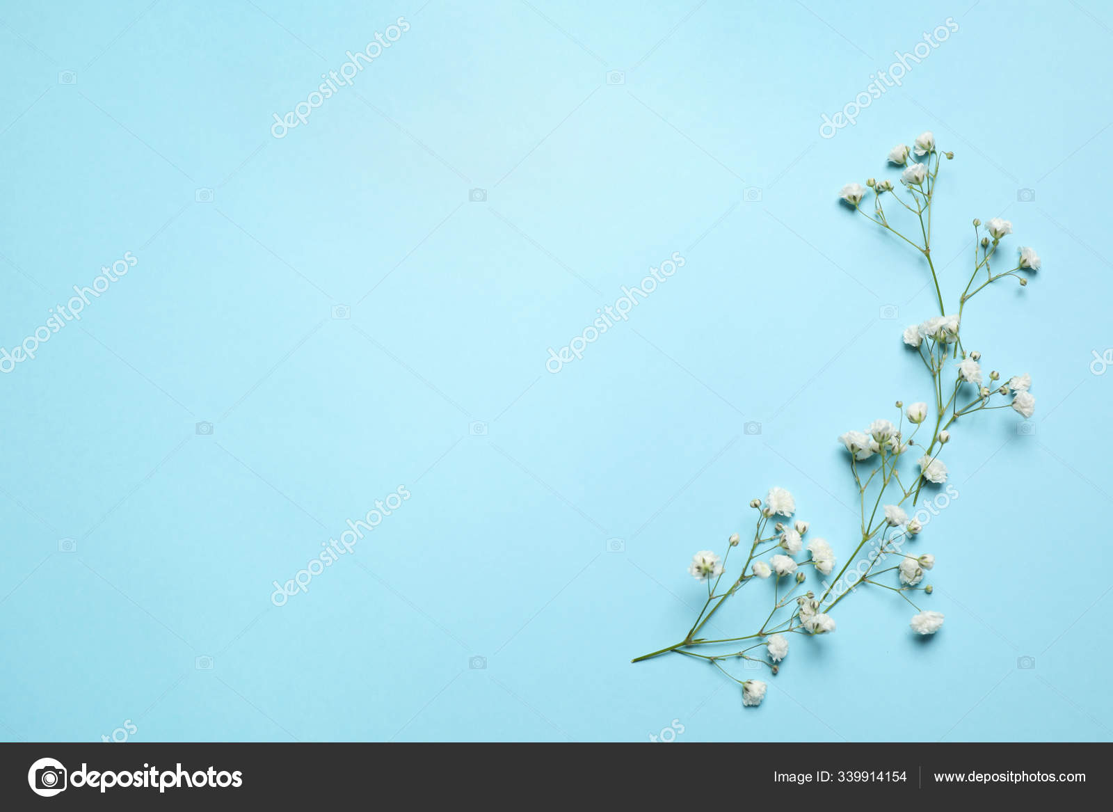 Beautiful Gypsophila Flowers Light Blue Background Flat Lay Space Text  Stock Photo by ©NewAfrica 339914154