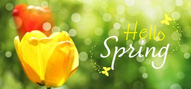 Beautiful tulips on green background. Hello spring