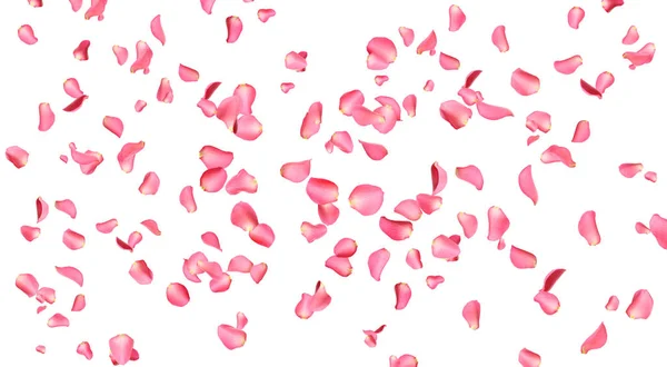 新鲜的粉红色玫瑰花瓣，白色孤立 — 图库照片