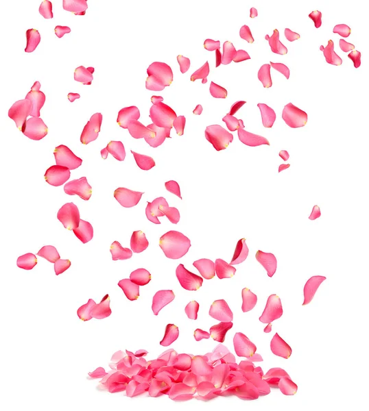 Świeży różowy płatek róży izolowany na białym — Zdjęcie stockowe