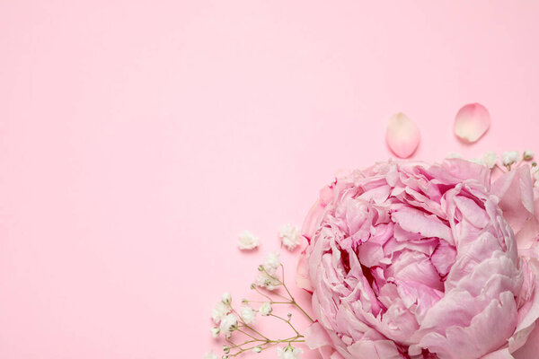 Цветочная композиция с пионом на розовом фоне, плоская. Пространство для текста
