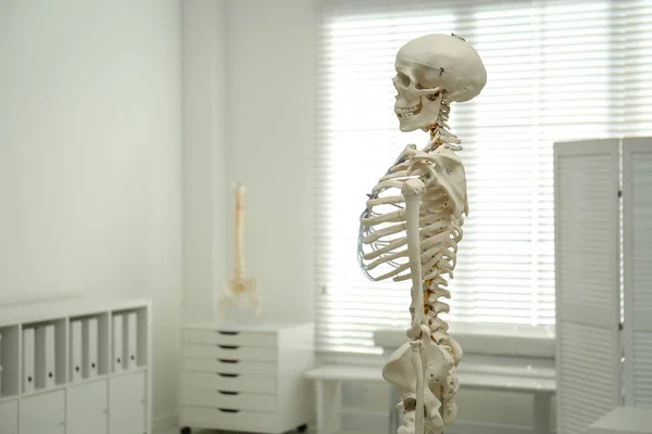 Model Lidské Kostry Ortopedově Kanceláři Mezera Pro Text — Stock fotografie
