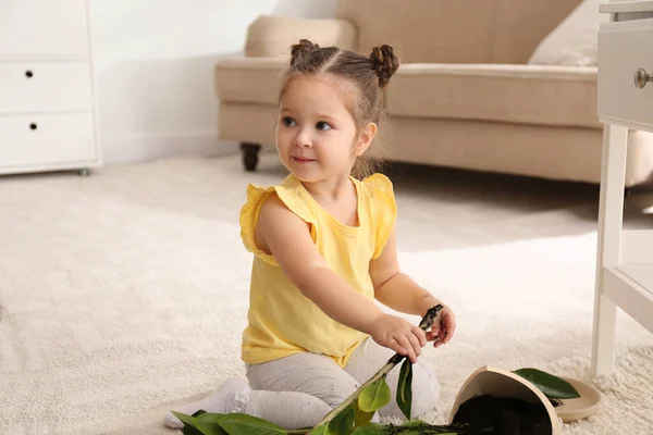 Liten Flicka Nära Krukväxt Och Trasig Kruka Hemma — Stockfoto