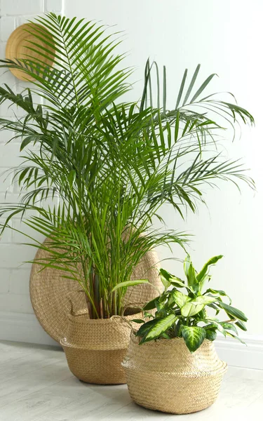 Houseplants in wicker pots on floor indoors. Interior design — Stock Photo, Image