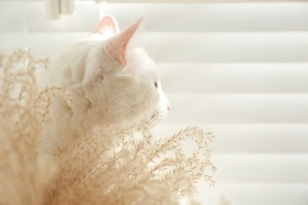 Evde Dikenli Dikenlerin Yanında Sevimli Bir Kedi Mesaj Için Yer — Stok fotoğraf