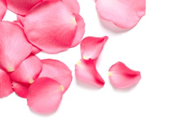 Beyaz arka planda taze pembe gül yaprakları, üst manzara
