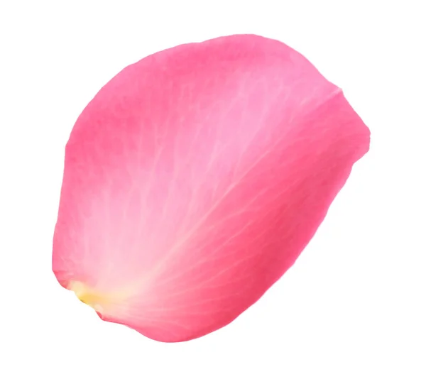 新鲜的粉红色玫瑰花瓣，白色孤立 — 图库照片
