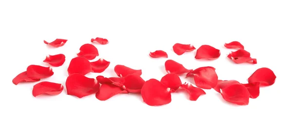 Свіжі червоні пелюстки троянд на білому тлі — стокове фото