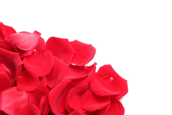Σωρός από πέταλα κόκκινων τριαντάφυλλων σε λευκό φόντο — Φωτογραφία Αρχείου