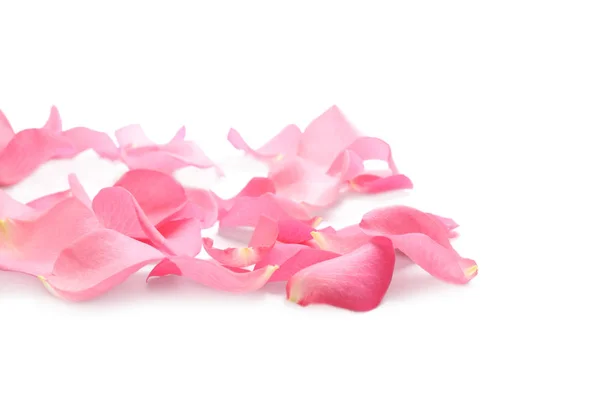 Fresh pink rose petals on white background — 스톡 사진