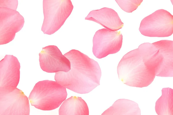 Fresh pink rose petals on white background, top view — 스톡 사진