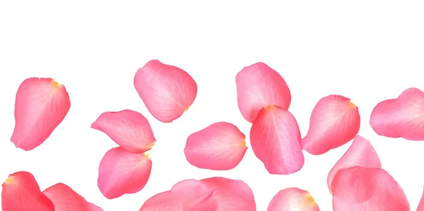 Fresh pink rose petals on white background, top view — Stock Photo, Image