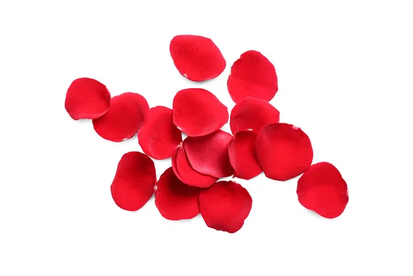 Fresh red rose petals on white background, top view — Stock Photo, Image