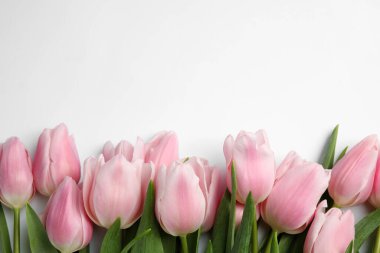Beyaz arka planda güzel pembe bahar laleleri, üst manzara