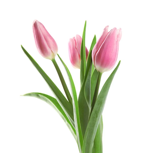 Красивые розовые тюльпаны весной на белом фоне — стоковое фото
