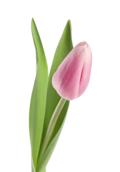 Beautiful pink spring tulip on white background — 스톡 사진