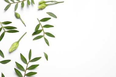 Layout with flower buds and green branches on white background, top view. Floral card design