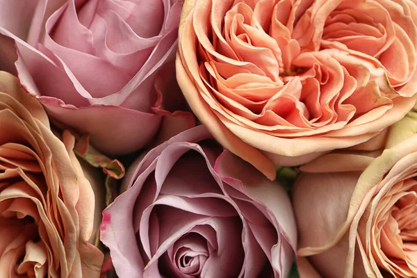 Beautiful Fresh Roses Background Closeup View Floral Decor — 스톡 사진