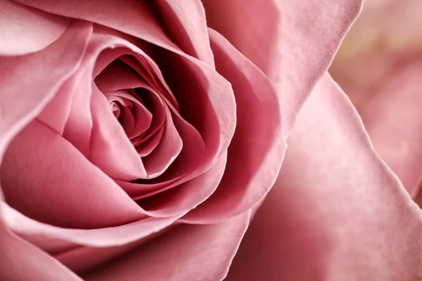Vista Vicino Bella Fioritura Rosa Come Sfondo Decorazione Floreale — Foto Stock