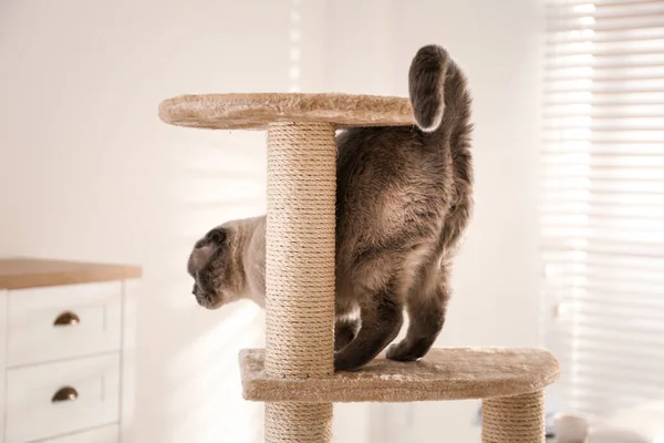 Lindo Pliegue Escocés Árbol Gato Casa Mascota Esponjosa — Foto de Stock