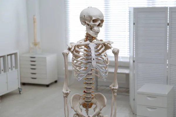 Modèle Squelette Humain Dans Bureau Orthopédiste Moderne — Photo