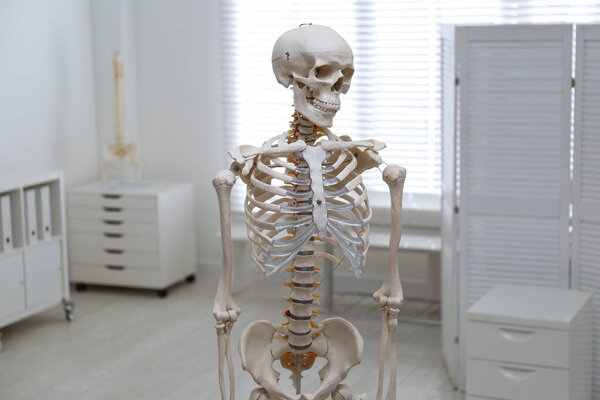 Human skeleton model in modern orthopedist's office