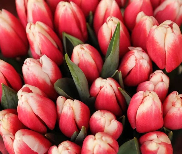 Beaux bouquets de fleurs de tulipes, gros plan. Décor floral — Photo